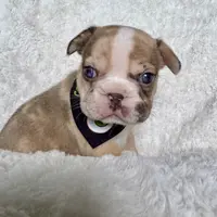 Muffin, a female French Bulldog for sale in Atlanta, GA – Photo 6 of 7