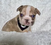 Muffin, a female French Bulldog for sale in Atlanta, GA – Photo 6 of 7