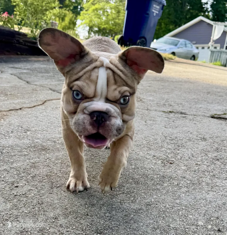 Muffin – French Bulldog puppy for sale in Atlanta, GA
