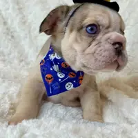 Muffin, a female French Bulldog for sale in Atlanta, GA – Photo 5 of 7