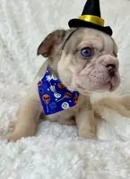 Muffin, a female French Bulldog for sale in Atlanta, GA – Photo 5 of 7