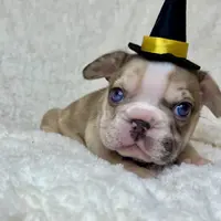 Muffin, a female French Bulldog for sale in Atlanta, GA – Photo 4 of 7