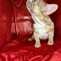 Muffin, a female French Bulldog for sale in Atlanta, GA – Photo 3 of 7