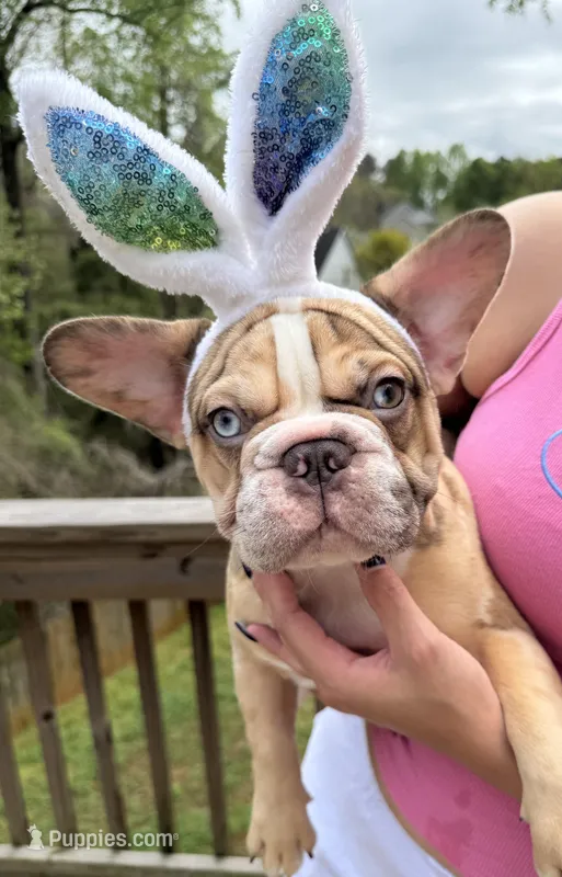 Muffin – French Bulldog puppy for sale in Atlanta, GA