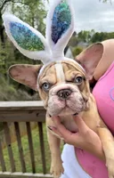 Muffin, a female French Bulldog for sale in Atlanta, GA – Photo 1 of 9