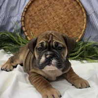 Savannah, a female English Bulldog for sale in Ligonier, IN – Photo 3 of 4