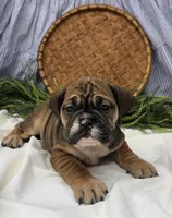Savannah, a female English Bulldog for sale in Ligonier, IN – Photo 3 of 4