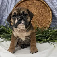 Savannah, a female English Bulldog for sale in Ligonier, IN – Photo 2 of 4
