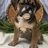 Savannah, a female English Bulldog for sale in Ligonier, IN – Photo 1 of 4