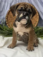 Savannah, a female English Bulldog for sale in Ligonier, IN – Photo 1 of 4