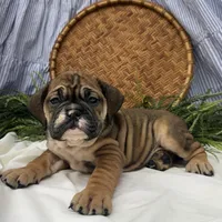 Savannah, a female English Bulldog for sale in Ligonier, IN – Photo 4 of 4
