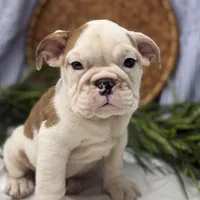 Sampson, a male English Bulldog for sale in Ligonier, IN – Photo 1 of 4
