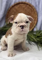 Sampson, a male English Bulldog for sale in Ligonier, IN – Photo 1 of 4