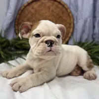 Sampson, a male English Bulldog for sale in Ligonier, IN – Photo 3 of 4