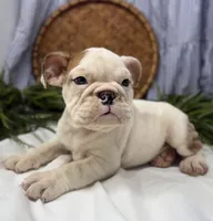 Sampson, a male English Bulldog for sale in Ligonier, IN – Photo 3 of 4