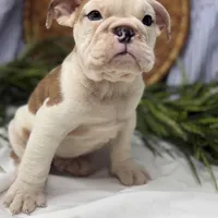 Sampson, a male English Bulldog for sale in Ligonier, IN – Photo 2 of 4