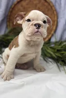 Sampson, a male English Bulldog for sale in Ligonier, IN – Photo 2 of 4