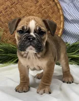 Sage, a female English Bulldog for sale in Ligonier, IN – Photo 1 of 5