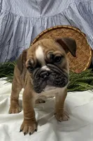 Sage, a female English Bulldog for sale in Ligonier, IN – Photo 4 of 5
