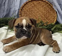 Sage, a female English Bulldog for sale in Ligonier, IN – Photo 5 of 5