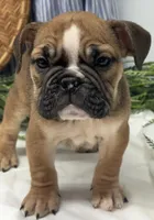 Sage, a female English Bulldog for sale in Ligonier, IN – Photo 2 of 5
