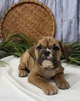 Sarah, a female English Bulldog for sale in Ligonier, IN – Photo 4 of 4
