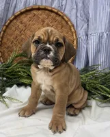 Sarah, a female English Bulldog for sale in Ligonier, IN – Photo 1 of 4