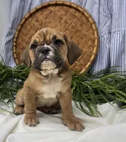Sarah, a female English Bulldog for sale in Ligonier, IN – Photo 3 of 4