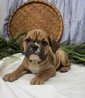 Sarah, a female English Bulldog for sale in Ligonier, IN – Photo 2 of 4