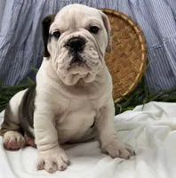Sawyer, a female English Bulldog for sale in Ligonier, IN – Photo 3 of 4