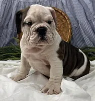 Sawyer, a female English Bulldog for sale in Ligonier, IN – Photo 4 of 4