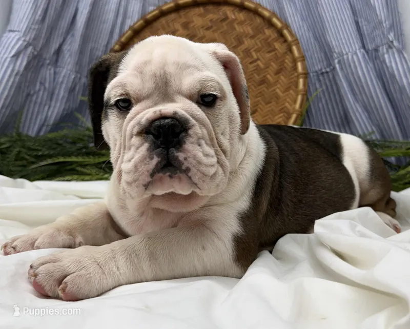 Sawyer, a female English Bulldog for sale in Ligonier, IN – Photo 1 of 4