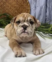 Skye, a female English Bulldog for sale in Ligonier, IN – Photo 2 of 4