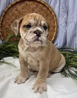 Skye, a female English Bulldog for sale in Ligonier, IN – Photo 3 of 4
