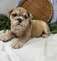 Skye, a female English Bulldog for sale in Ligonier, IN – Photo 4 of 4