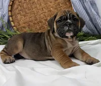Sophie, a female English Bulldog for sale in Ligonier, IN – Photo 2 of 4