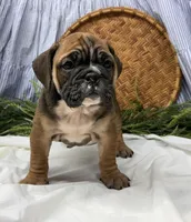 Sophie, a female English Bulldog for sale in Ligonier, IN – Photo 4 of 4