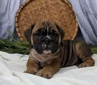 Sophie, a female English Bulldog for sale in Ligonier, IN – Photo 1 of 4