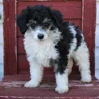 Breeze, a female Poodle - Miniature  for sale in Gratz, PA – Photo 2 of 2