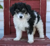 Breeze, a female Poodle - Miniature  for sale in Gratz, PA – Photo 2 of 2