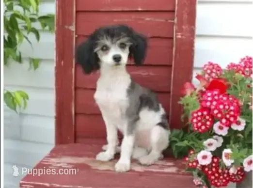 Breeze, a female Poodle - Miniature  for sale in Gratz, PA – Photo 1 of 2
