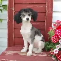 Breeze, a female Poodle - Miniature  for sale in Gratz, PA – Photo 1 of 2