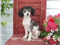 Breeze, a female Poodle - Miniature  for sale in Gratz, PA – Photo 1 of 2