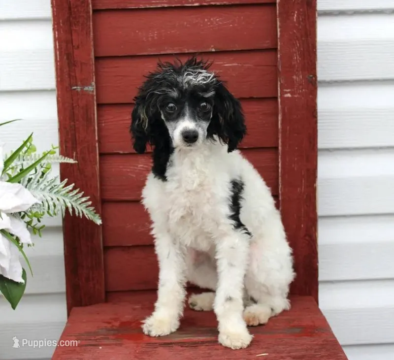 Sweetness – Poodle - Miniature  puppy on hold in Gratz, PA