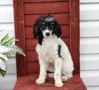Sweetness, a female Poodle - Miniature  for sale in Gratz, PA – 1 of 1