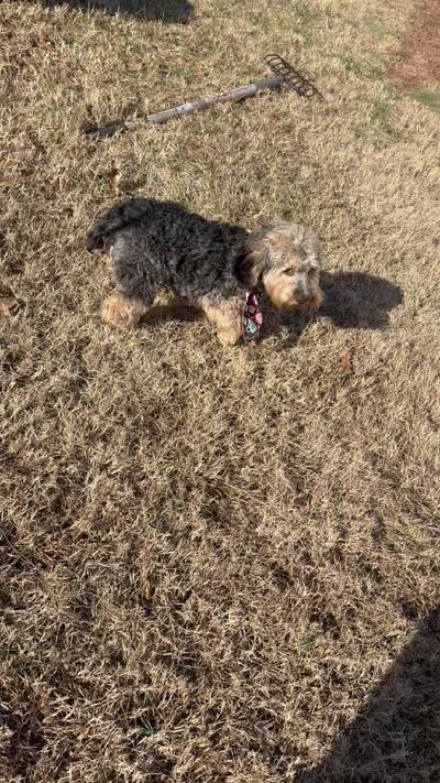 Max , a male Cockapoo for sale in Lexington, NC – 3 of 4