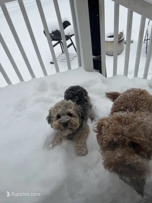 Max  – Cockapoo puppy for sale in Lexington, NC