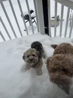 Max , a male Cockapoo for sale in Lexington, NC – 1 of 4