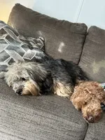 Max , a male Cockapoo for sale in Lexington, NC – 4 of 4