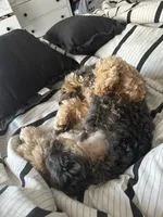 Max , a male Cockapoo for sale in Lexington, NC – 2 of 4